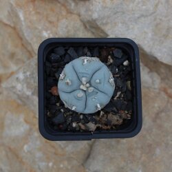 Lophophora williamsii Ø3-4 cm