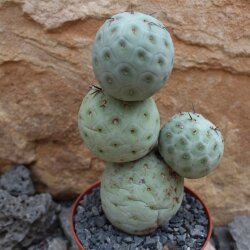 Tephrocactus geometricus