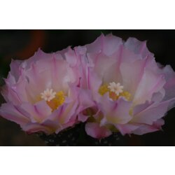 Tephrocactus geometricus