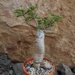 Fockea edulis