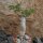Fockea edulis