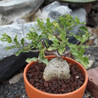 Fockea edulis