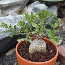 Fockea edulis
