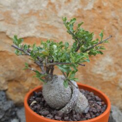 Fockea edulis