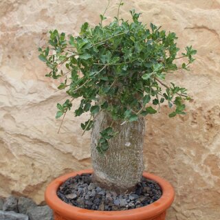 Fockea edulis (Rarität)