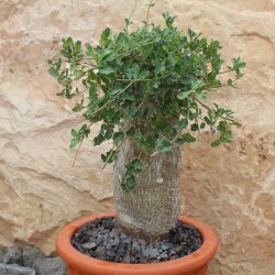 Fockea edulis (Rarität)
