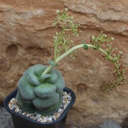 Crassula Hemisphaerica