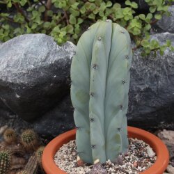 Myrtillocactus geometrizans