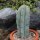 Myrtillocactus geometrizans