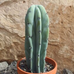 Myrtillocactus geometrizans