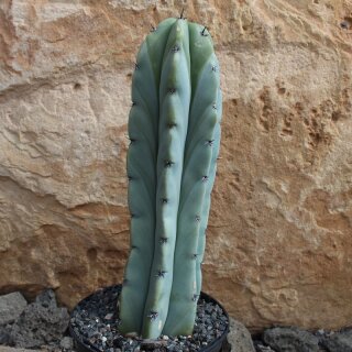 Myrtillocactus geometrizans
