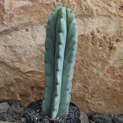 Myrtillocactus geometrizans