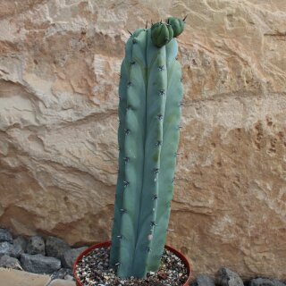 Myrtillocactus geometrizans