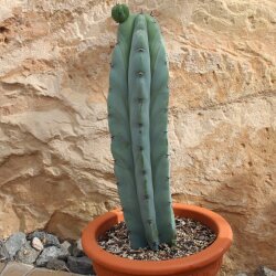 Myrtillocactus geometrizans