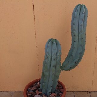 Myrtillocactus geometrizans