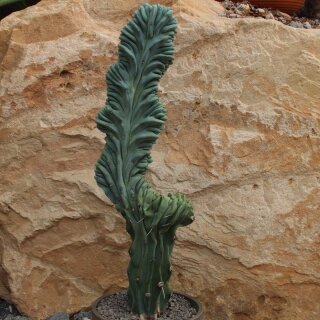 Myrtillocactus geometrizans var. cristata