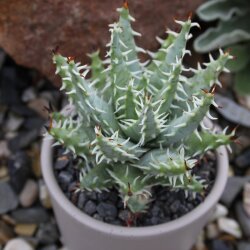 Aloe erinacea