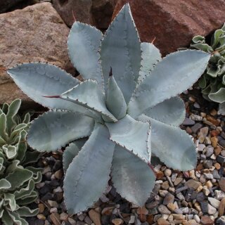 Agave pygmeae var. Dragon Toes