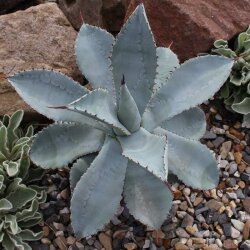 Agave pygmeae var. Dragon Toes