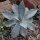 Agave pygmeae var. Dragon Toes