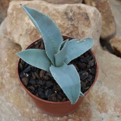 Agave pygmeae var. Dragon Toes