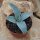 Agave pygmeae var. Dragon Toes