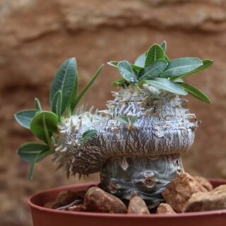Pachypodium brevicaule