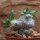 Pachypodium brevicaule