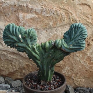 Myrtillocactus geometrizans var. cristata