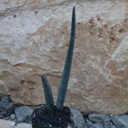 Sansevieria sp. Mukondoni